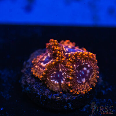 BF Zoa Special R10