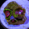 TRSC 11012025 ZOA S01