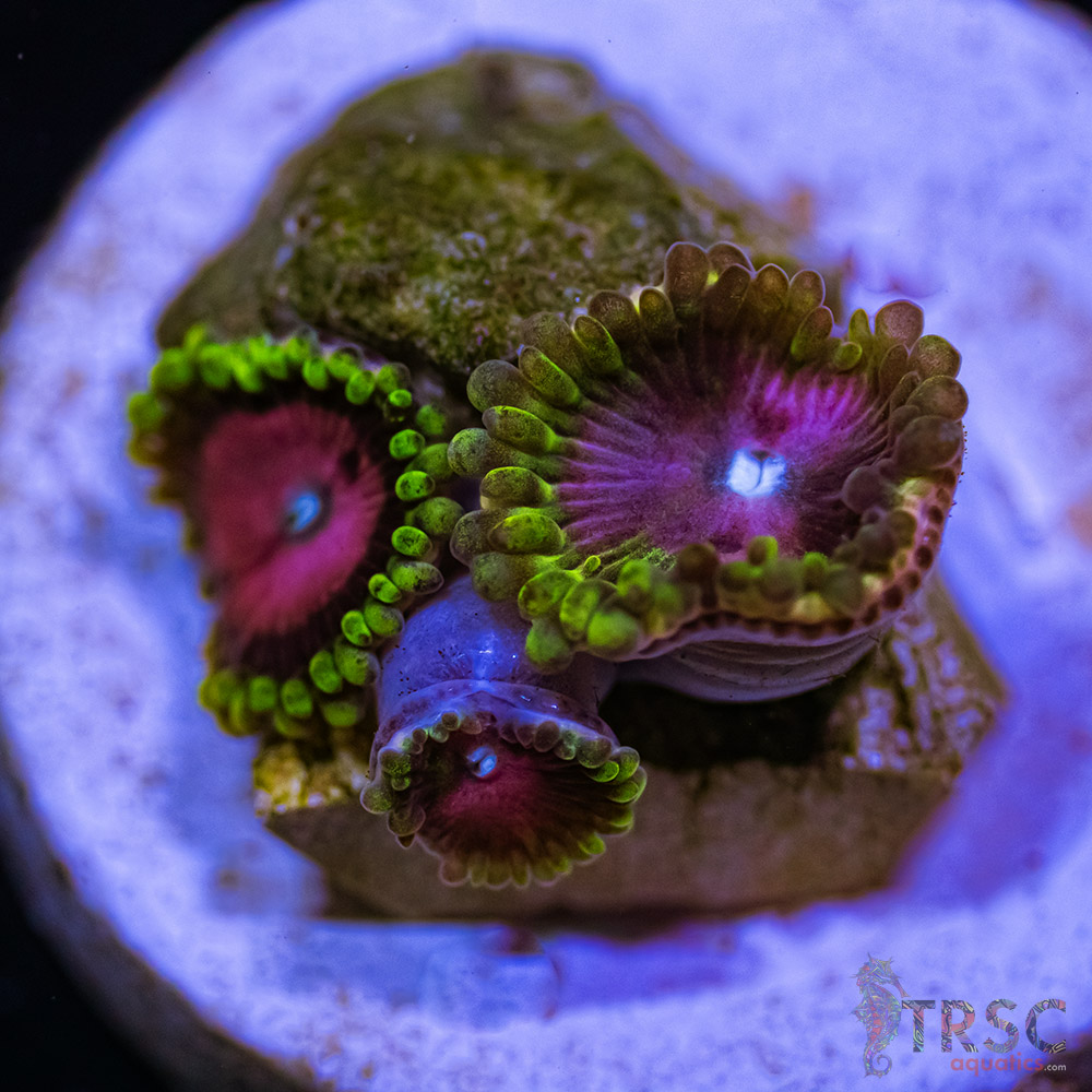 BF Zoa Special S01 3 BF Zoa Special S01