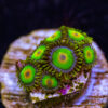 BF Zoa Special S02