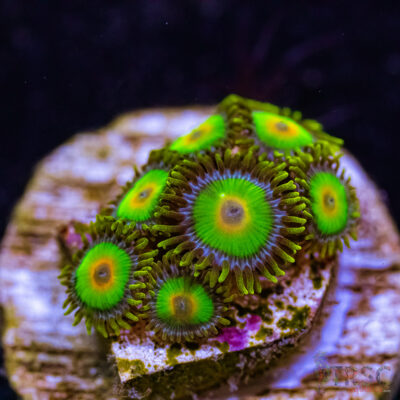BF Zoa Special S02