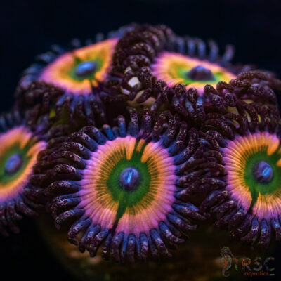 BF Zoa Special S03