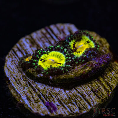 BF Zoa Special S04