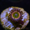 TRSC 11012025 ZOA S05