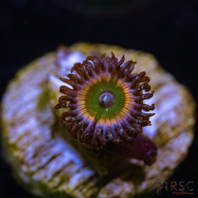 BF Zoa Special S05
