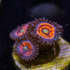TRSC 11012025 ZOA S06