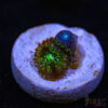 TRSC 11012025 ZOA S07