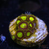 BF Zoa Special S08 1 TRSC 11012025 ZOA S08 2