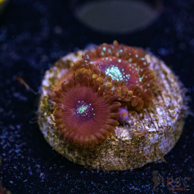 BF Zoa Special S09