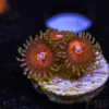 TRSC 11012025 ZOA S10