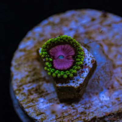 BF Zoa Special T01