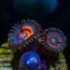 BF Zoa Special T02 2 TRSC 11012025 ZOA T02