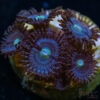 BF Zoa Special T03 1 TRSC 11012025 ZOA T03