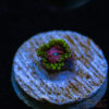 BF Zoa Special T04 1 TRSC 11012025 ZOA T04