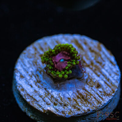 BF Zoa Special T04
