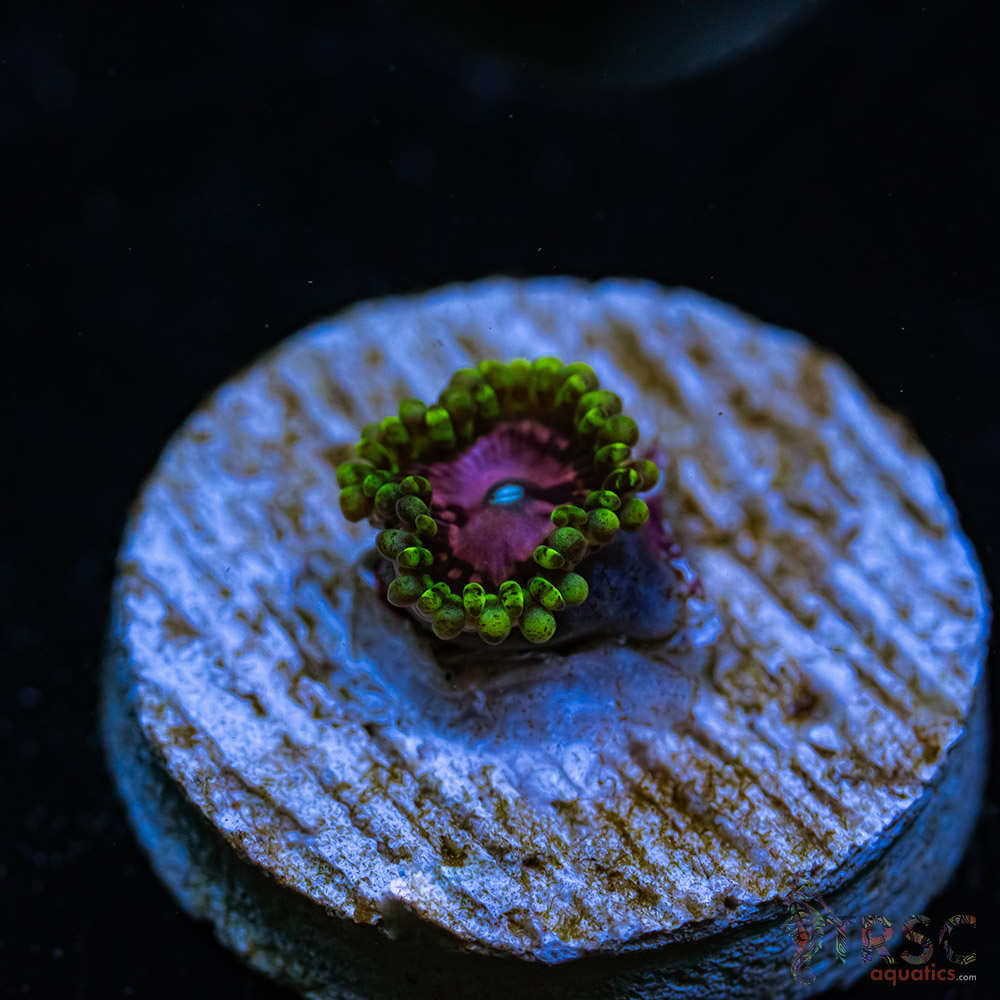 BF Zoa Special T04 3 BF Zoa Special T04