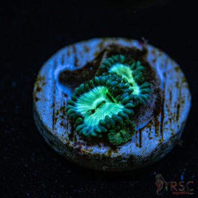 BF Zoa Special T05