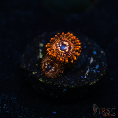 BF Zoa Special T07