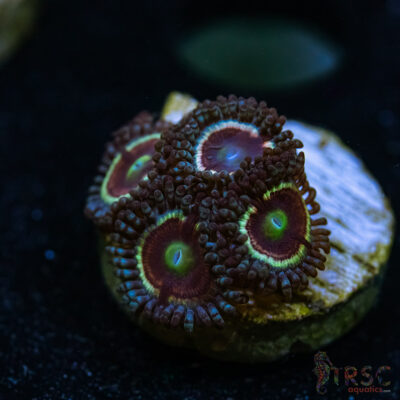 BF Zoa Special T08