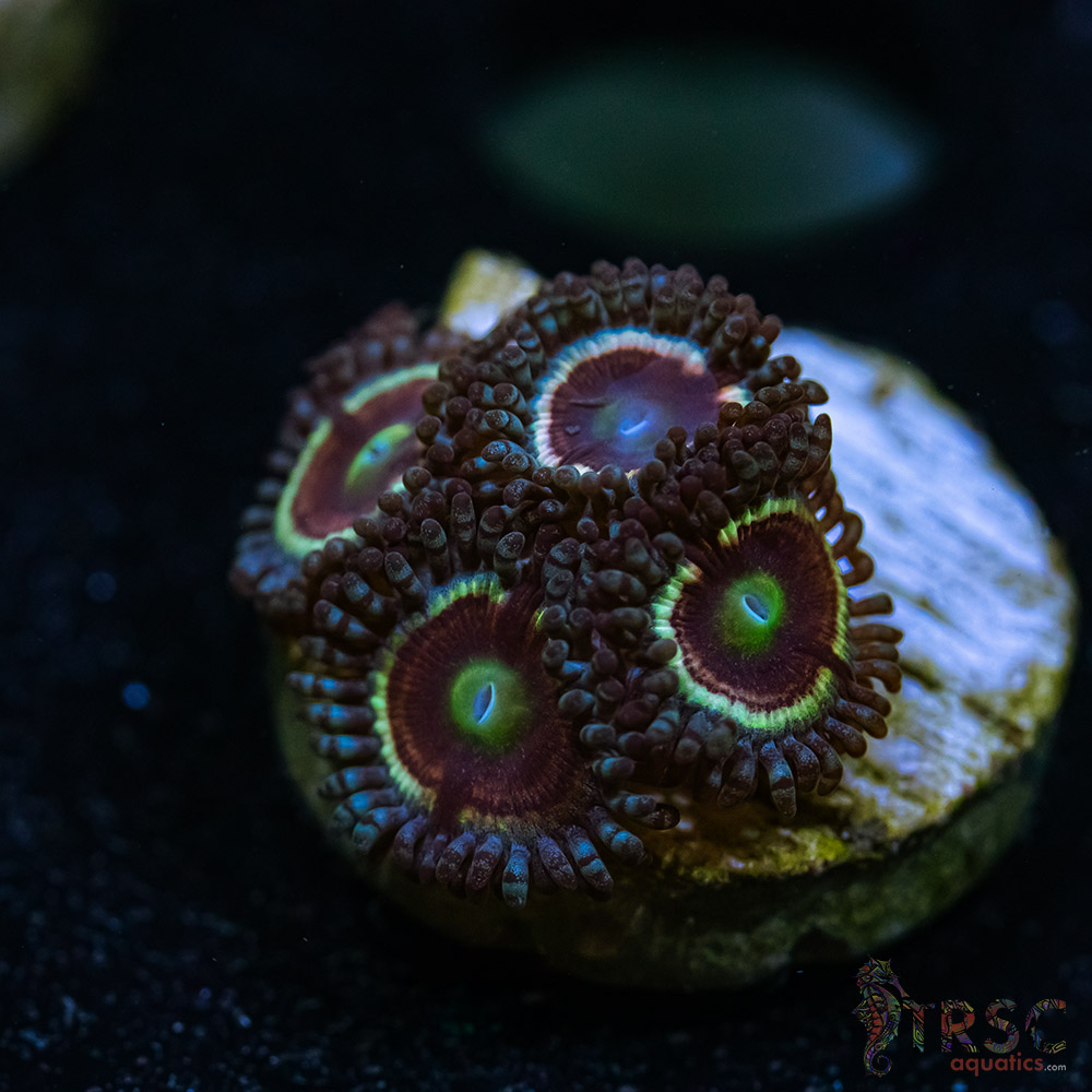 BF Zoa Special T08 3 BF Zoa Special T08