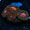TRSC 11012025 ZOA T09