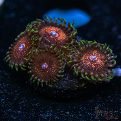 BF Zoa Special T09
