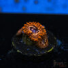 TRSC 11012025 ZOA T10