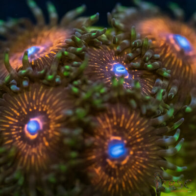 BF Zoa Special U01