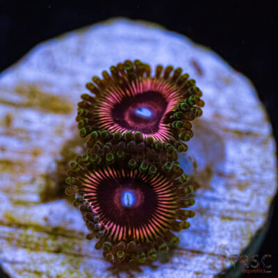 BF Zoa Special U02