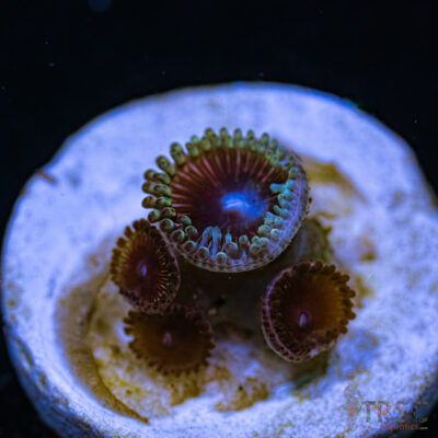 BF Zoa Special U03