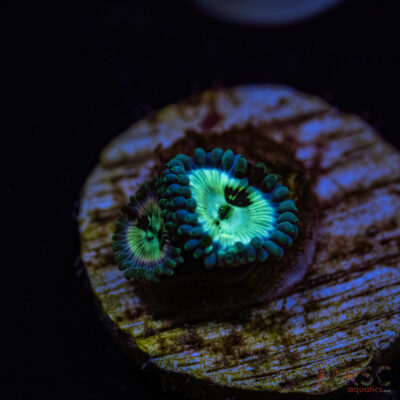 BF Zoa Special U04