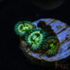 BF Zoa Special U05 2 TRSC 11012025 ZOA U05