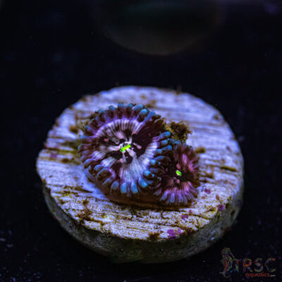 BF Zoa Special U06