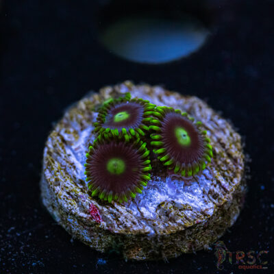 BF Zoa Special U07