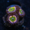 TRSC 11012025 ZOA U08
