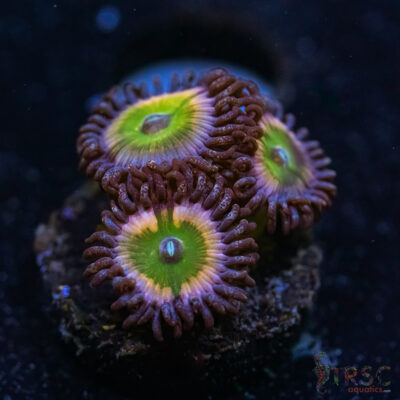 BF Zoa Special U08