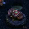 BF Zoa Special U09 1 TRSC 11012025 ZOA U09