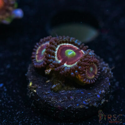 BF Zoa Special U09
