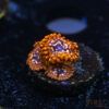 BF Zoa Special U10 2 TRSC 11012025 ZOA U10