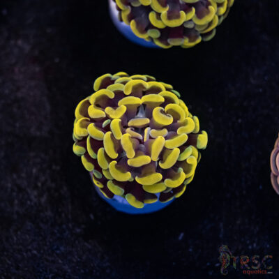 Rasta Gold Paarancora Hammer A01