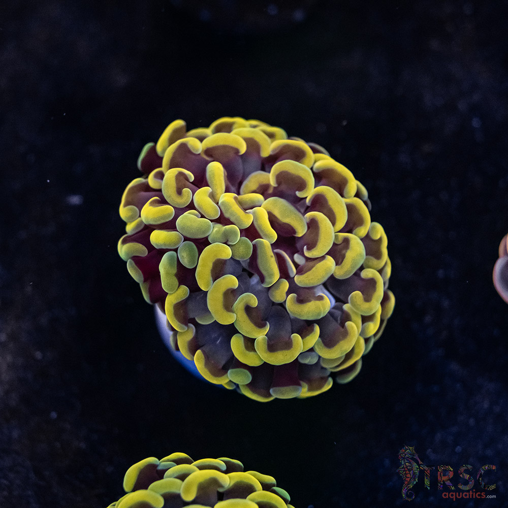 Rasta Gold Paarancora Hammer A02 3 Rasta Gold Paarancora Hammer A02