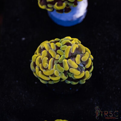 Rasta Gold Paarancora Hammer A03