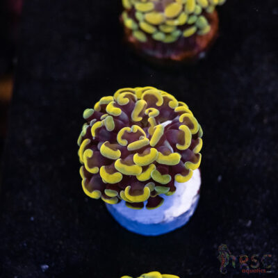 Rasta Gold Paarancora Hammer A04