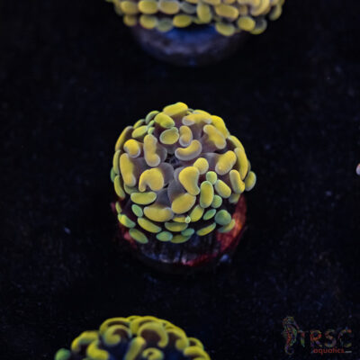 Rasta Gold Paarancora Hammer A05