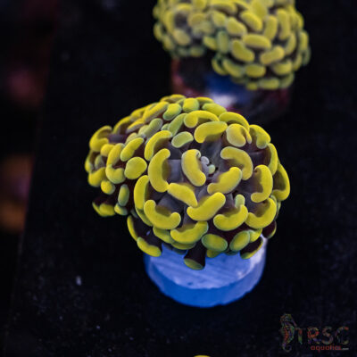 Rasta Gold Paarancora Hammer A07