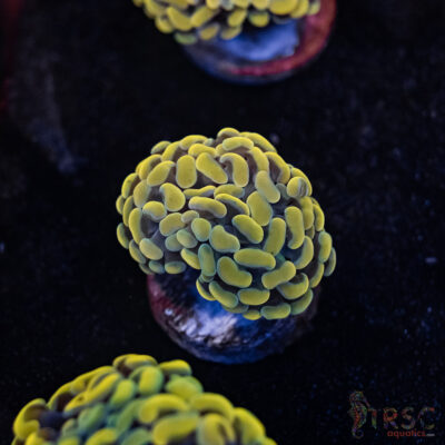 Rasta Gold Paarancora Hammer A08