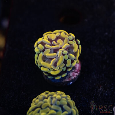 Rasta Gold Paarancora Hammer A10