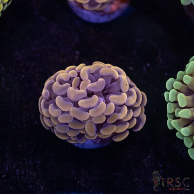 Pink Paarancora Hammer B01