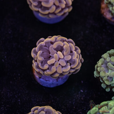 Pink Paarancora Hammer B03