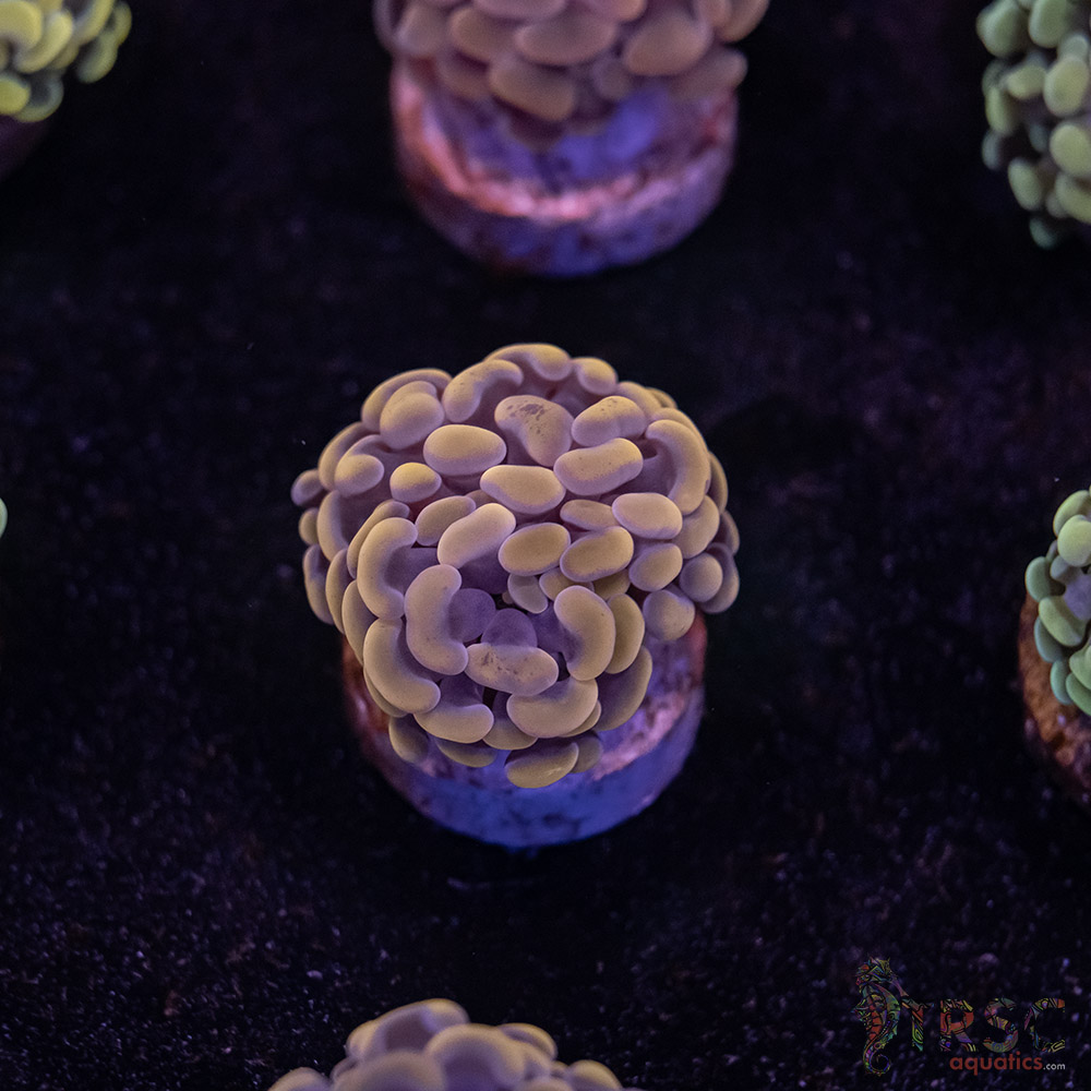 Pink Paarancora Hammer B05 3 Pink Paarancora Hammer B05